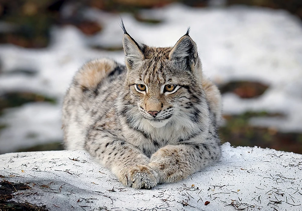 Bayerischer Wald: la sua fauna