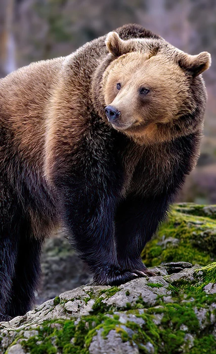 Fauna selvatica del Bayerischer Wald