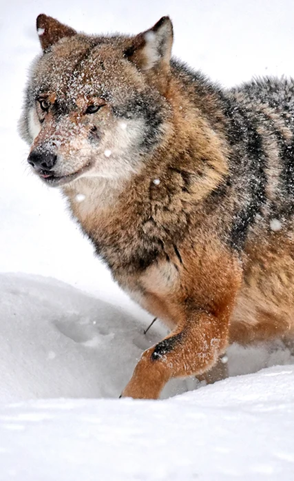 Il lupo è uno degli abitanti del Bayerischer Wald.